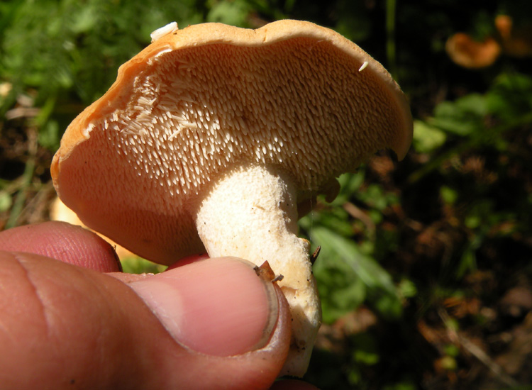 Hydnum repandum e....